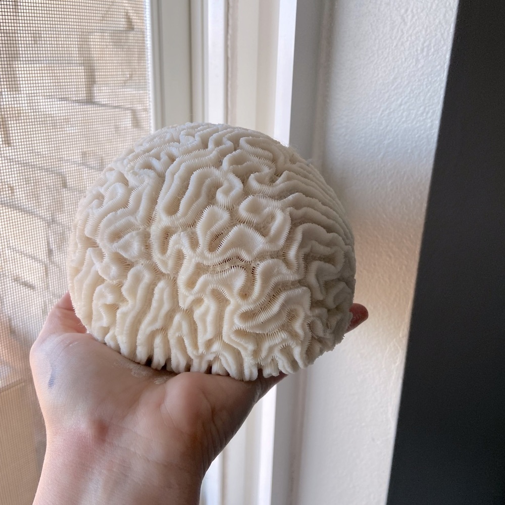 Beautiful brain coral fossil